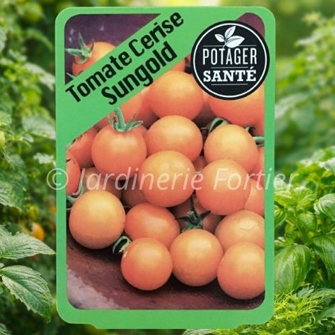 Tomate cerise Sungold / Potager Santé