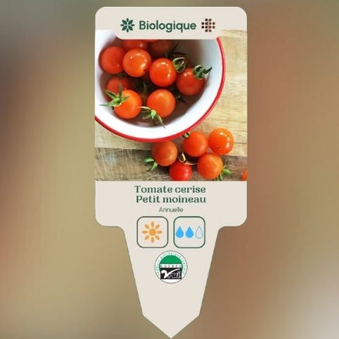 Plant de "Tomate Petit Moineau" – Écoumène