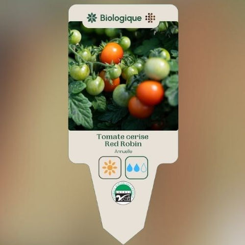 Plant de "Tomate Red Robin" – Écoumène
