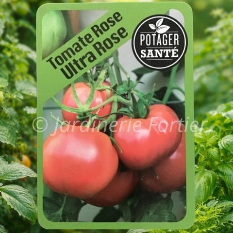Tomate ultra pink rose / Potager Santé