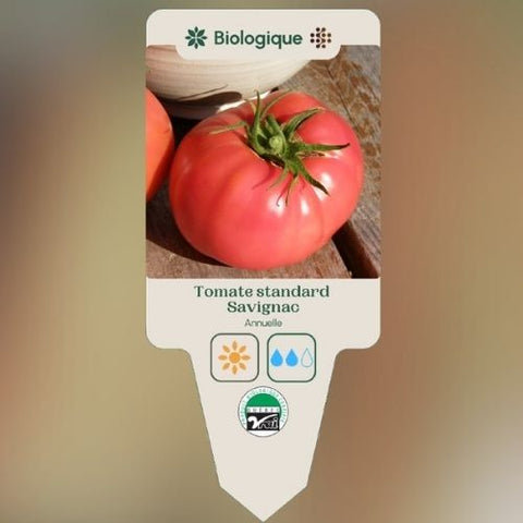 Plant de "Tomate Standard Savignac" – Écoumène