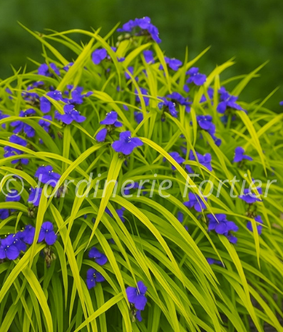 Tradescantia "Sweet Kate"