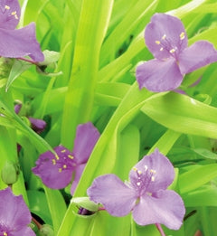 Tradescantia "Sweet Kate"