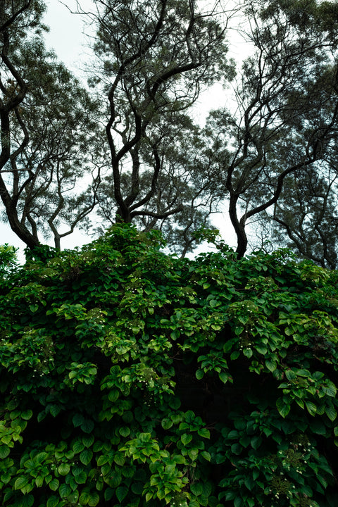 Arbres et arbustes