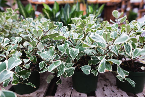 Plante d'intérieur "Ficus Triangularis Variagata"