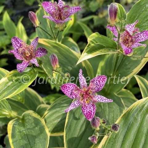 Tricyrtis "Samurai"