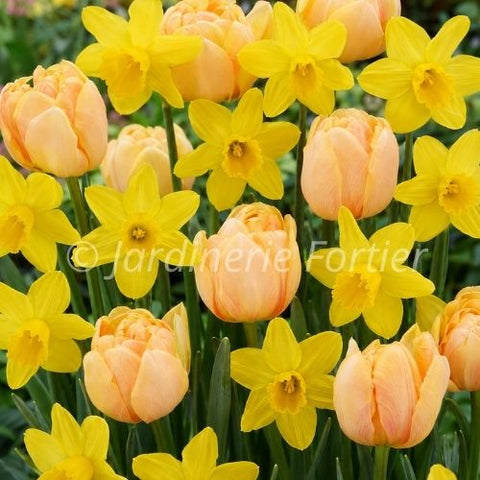 Bulbe de "Tulipes et narcisses Golden Hour"