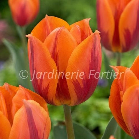 Bulbe de Tulipe "Princess Irene"