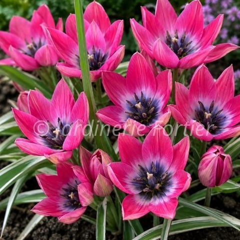 Bulbe de Tulipe "Little Beauty"