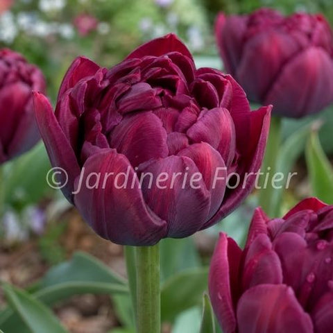 Bulbe de Tulipe "Alison Bradley"