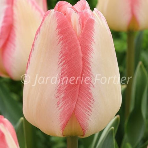 Bulbe de "Tulipe Spryng Sunrise"