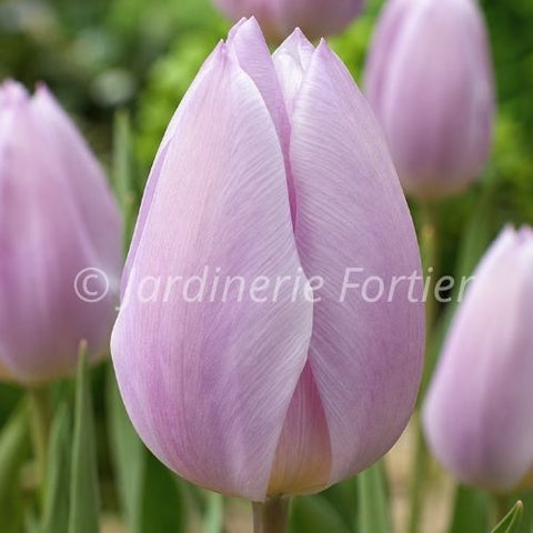 Bulbe de "Tulipe Silver Cloud"