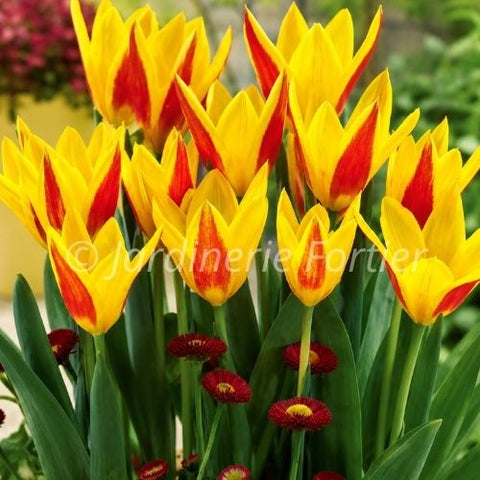 Bulbe de Tulipe "Giuseppi Verdi"