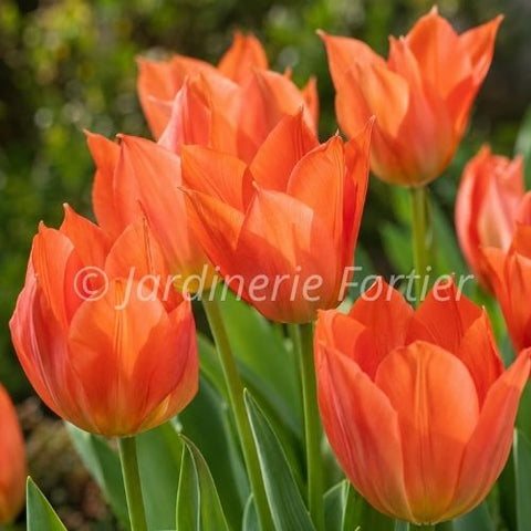 Bulbe de tulipe "Orange Emperor"