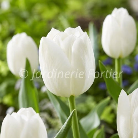 Bulbe de tulipe "Diana"