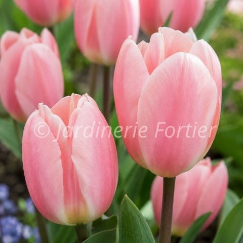 Bulbe de Tulipe "Apricot Delight"