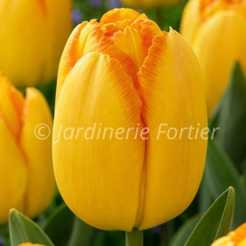 Bulbe de "Tulipe Yellow Pride"