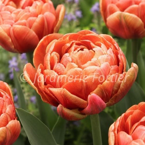 Bulbe de Tulipe "Copper Image"