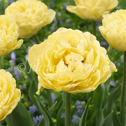 Bulbe de "Tulipe Avant Garde"