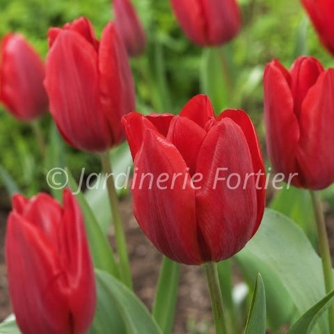 Bulbe de Tulipe "Cardinal"