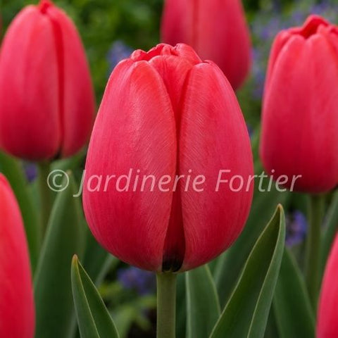 Bulbe de "Tulipe Red Pride"