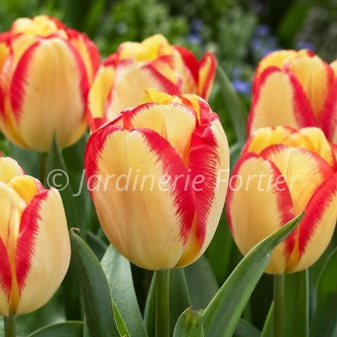 Bulbe de Tulipe "Outbreak"