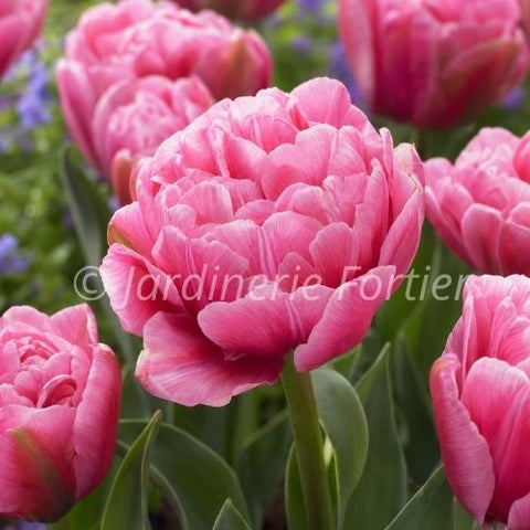 Bulbe de Tulipe "Aveyron"