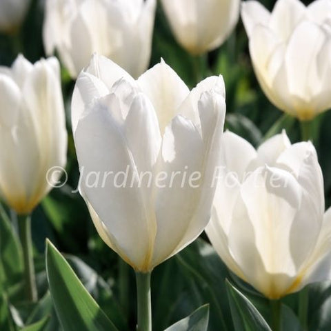Bulbe de "Tulipe White Emperor"