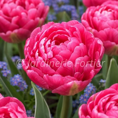 Bulbe de "Tulipe "Vogue"