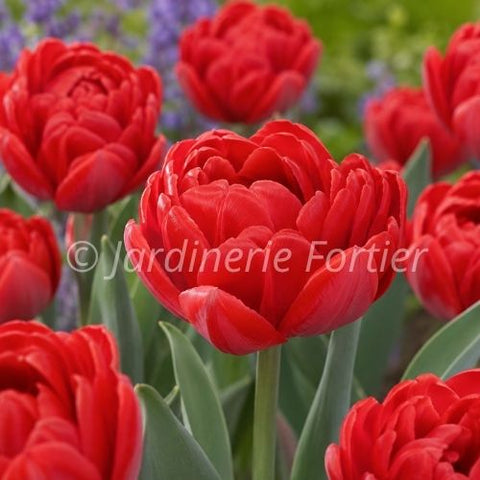 Bulbe de Tulipe "Red Foxtrot"