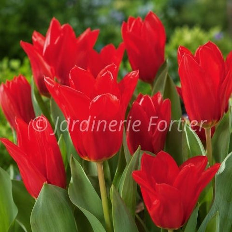 Bulbe de Tulipe "Red emperor"