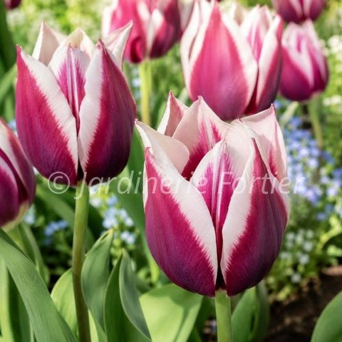 Bulbe de "Tulipe Rimini"