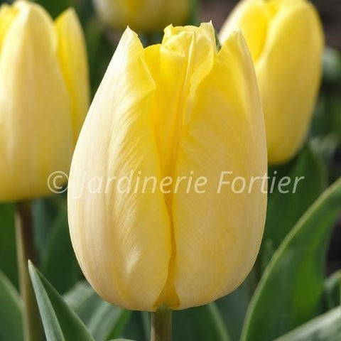 Bulbe de tulipe "Sunny prince"