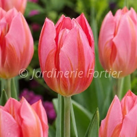 Bulbe de "Tulipe Pretty Princess"