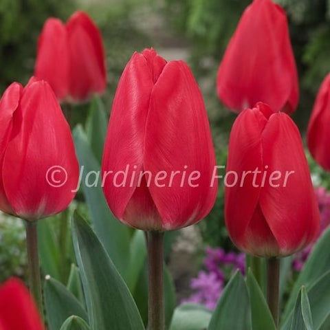 Bulbe de Tulipe "Cherry Delight"