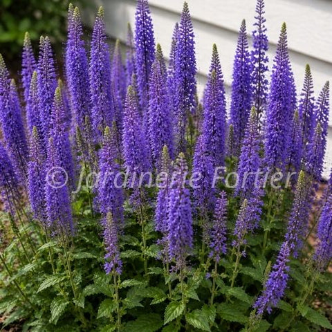 Veronica "Royal Candles"