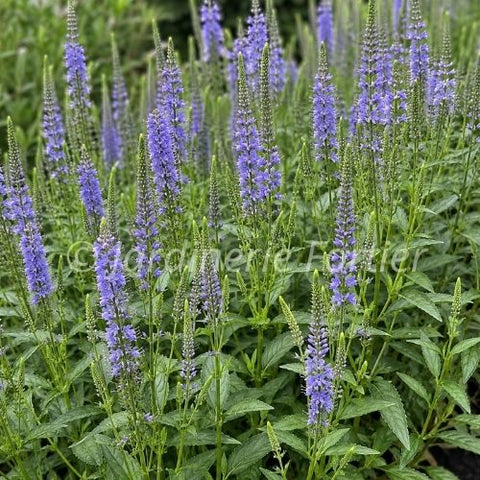 Veronica "Blue Skywalker"