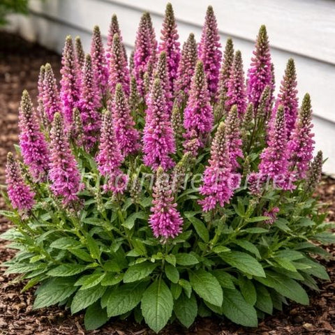 Veronica "Pink Candles"