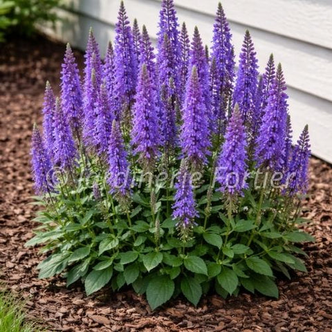 Veronica "Royal Candles"