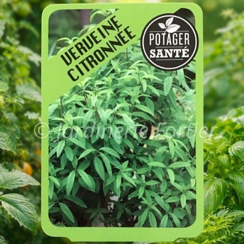 Verveine Citronnée / Potager Santé