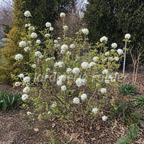 Viburnum "Spice Cowboy"