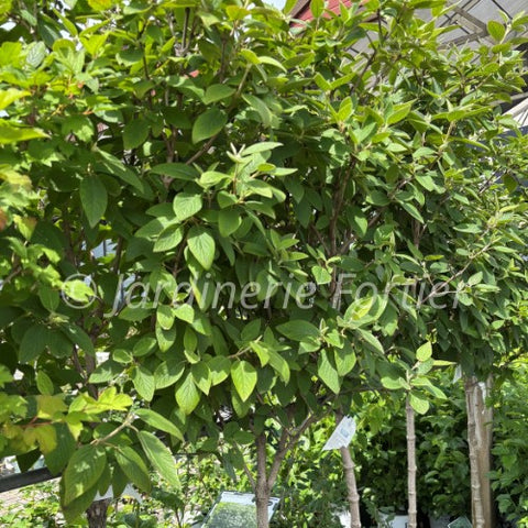 Viburnum "Mohican" sur tige