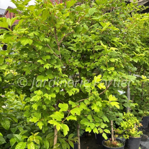 Viburnum "Opulus Roseum" sur tige