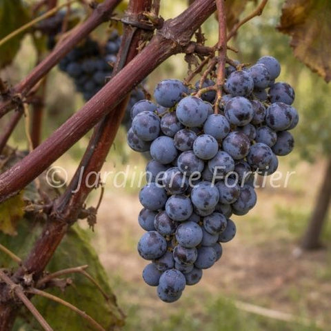 Vigne Raisin "Trollhaugen"