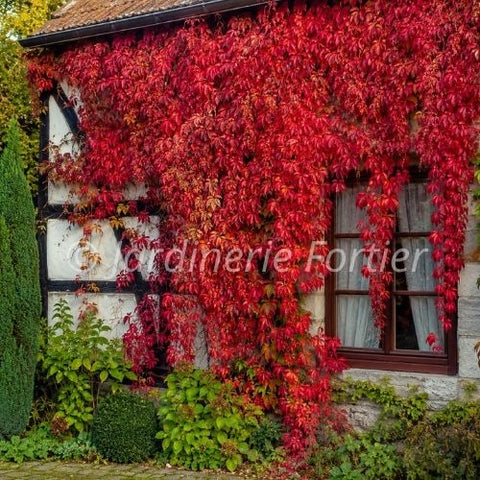 Vigne vierge "Engelmanii"