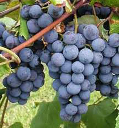 Vigne à raisin "Concord"