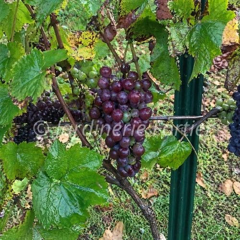 Vigne à raisin "Somerset rouge"