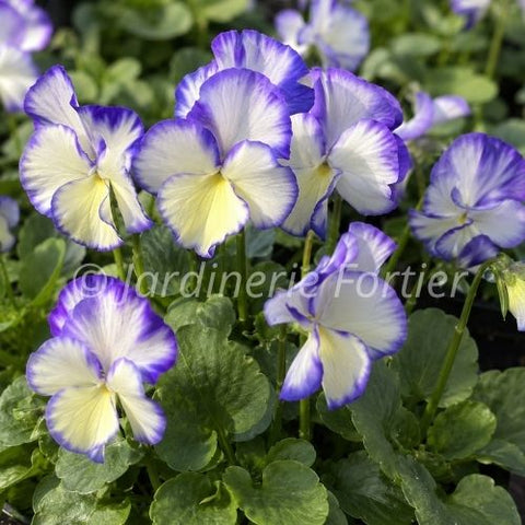 Viola "Rebecca"