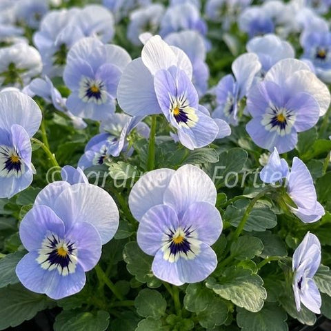 Viola "Shangri La Marina"
