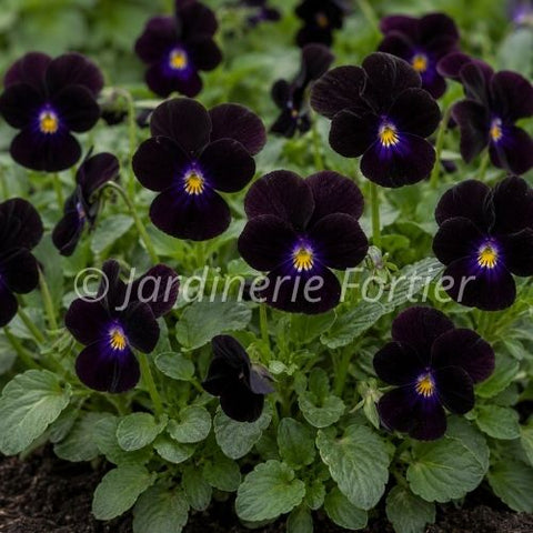 Viola "Bowles Black"